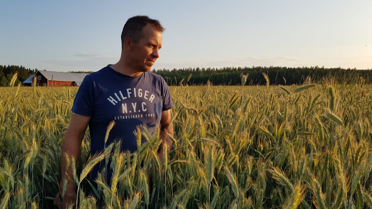 Ulf Härtull viljelee Vöyrillä kevät- ja syysviljoja, hernettä ja rapsia.