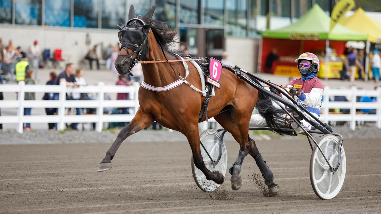 La Donna Perfetta ansaitsi kuluvalla kaudella lähes 20 000 euroa Janita Antti-Roikon valmennuksesta käsin.
