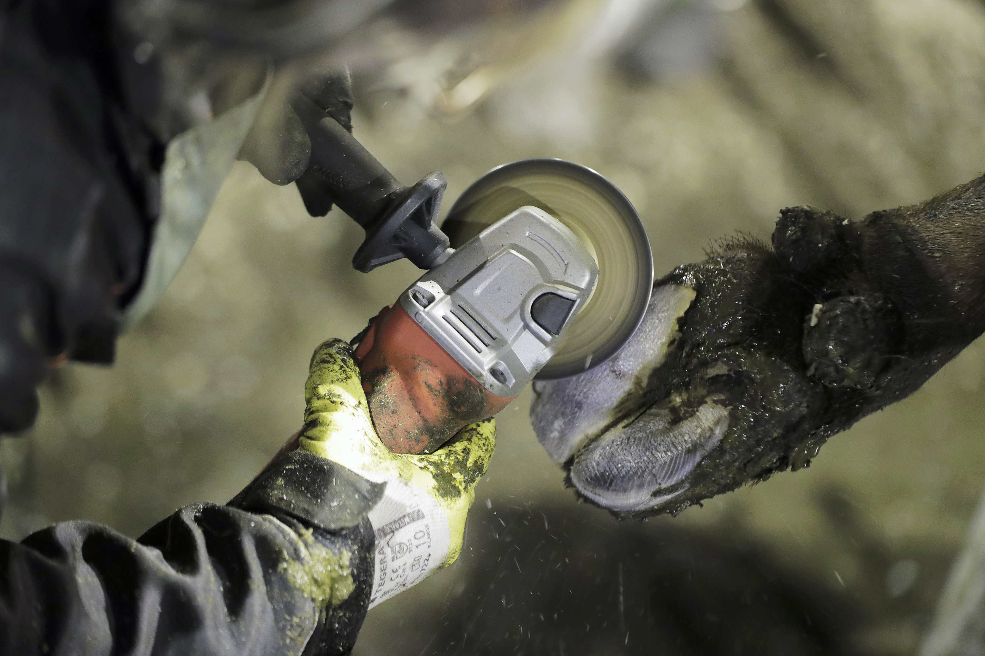 Sorkkien hoito on tärkeää työtä. Kuvituskuva.