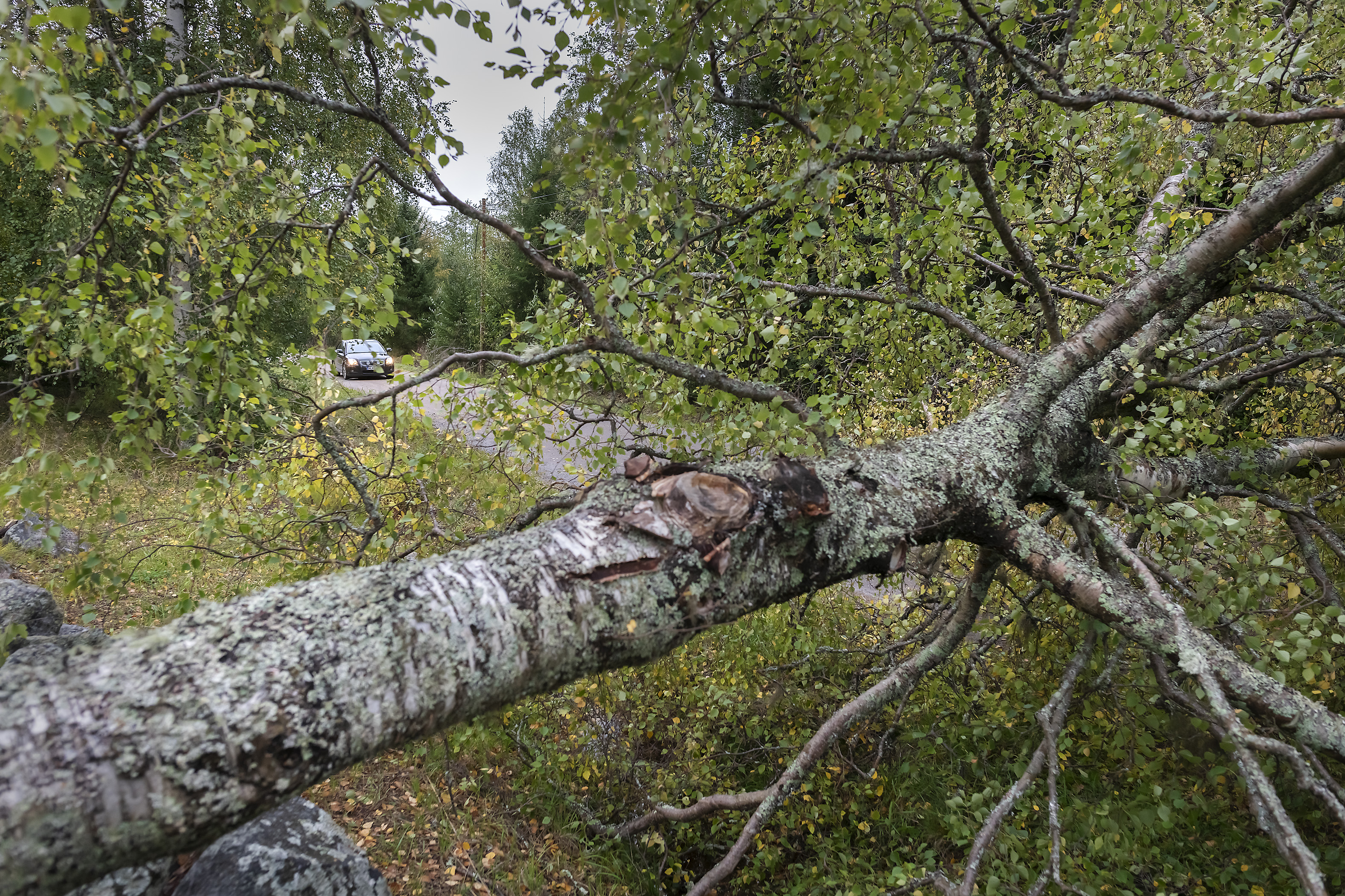 Maaseudun Tulevaisuus