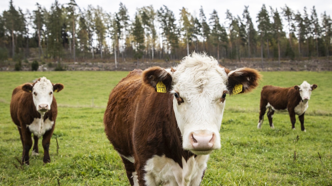Karjalankielinen sana ”jumalanlehmä” kuulostaa suomalaisen korvaan lehmään viittaavalta sanalta, mutta sitä se ei ole.