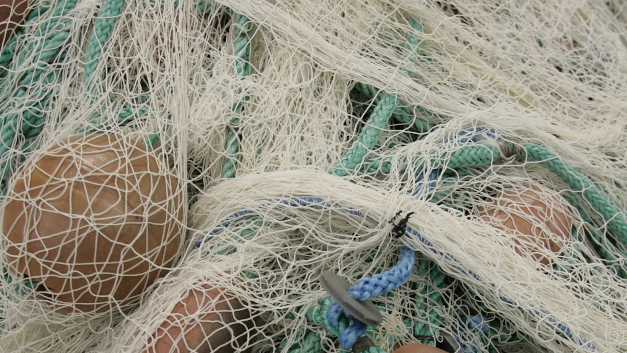 Kalaverkkoja. Kuvituskuva.