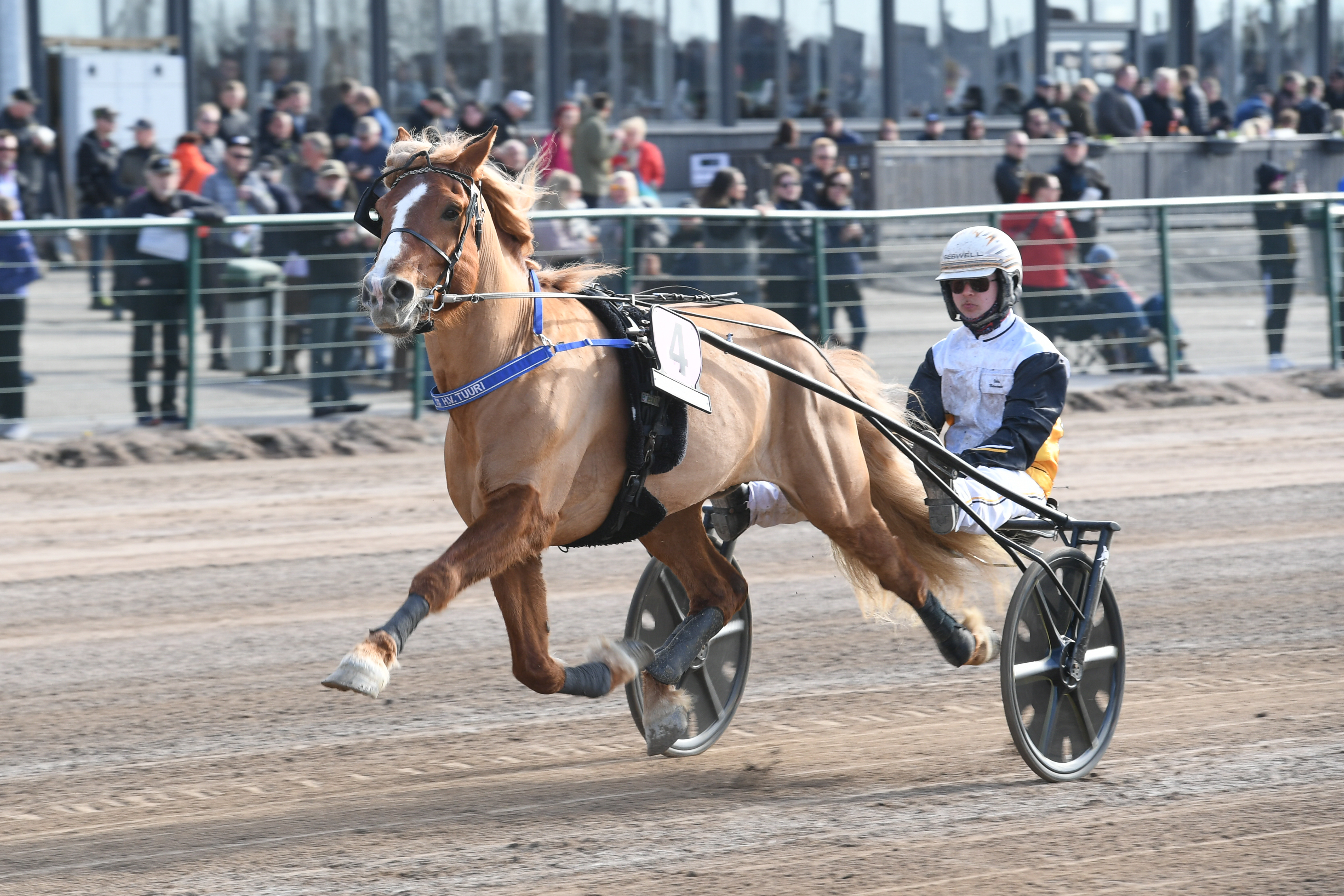 Upea H.V. Tuuri saattaa viedä ja rattailla istuvan Iikka Nurmosen ja oriin valmentajan Ossi Nurmosen tänäkin vuonna Solvallaan ja Elitkampeniin.