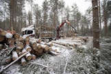 Hakkuumäärien vähentämisen ei tarvitse tarkoittaa metsäteollisuuden taloudellisen hyödyn heikkenemistä, kirjoittaa Krista Mikkonen. Kuvituskuva. 