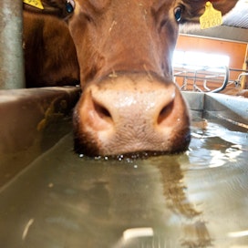 Esimerkiksi eläinten juomaveden saanti on osalla kotieläintiloista sähköstä riippuvaista. 