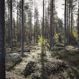 Kasvava metsä sitoo hiiltä. Kuvituskuva.