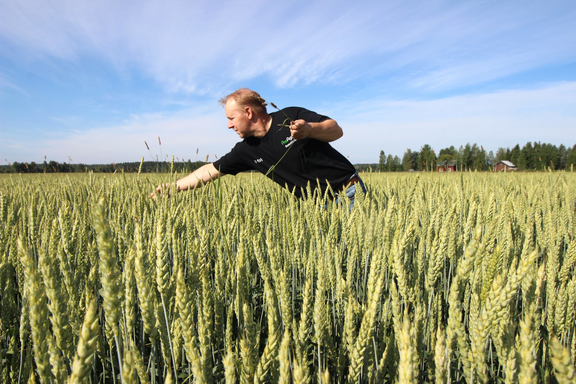Polvijärveläisen Petri Tanskasen syysvehnäsato näyttää lupaavalta.