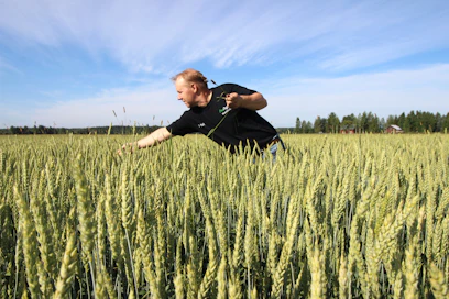 Polvijärveläisen Petri Tanskasen syysvehnäsato näyttää lupaavalta.