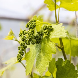 Viiniköynnösten kasvattamista kannattaa kokeilla esimerkiksi valoisalla eteläseinustalla.