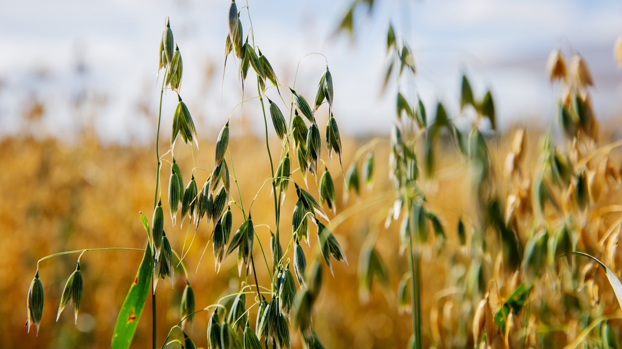 Tutkijoiden mukaan Suomen elintarvikekaurasta vain pieni osa tuotetaan turvemailla.