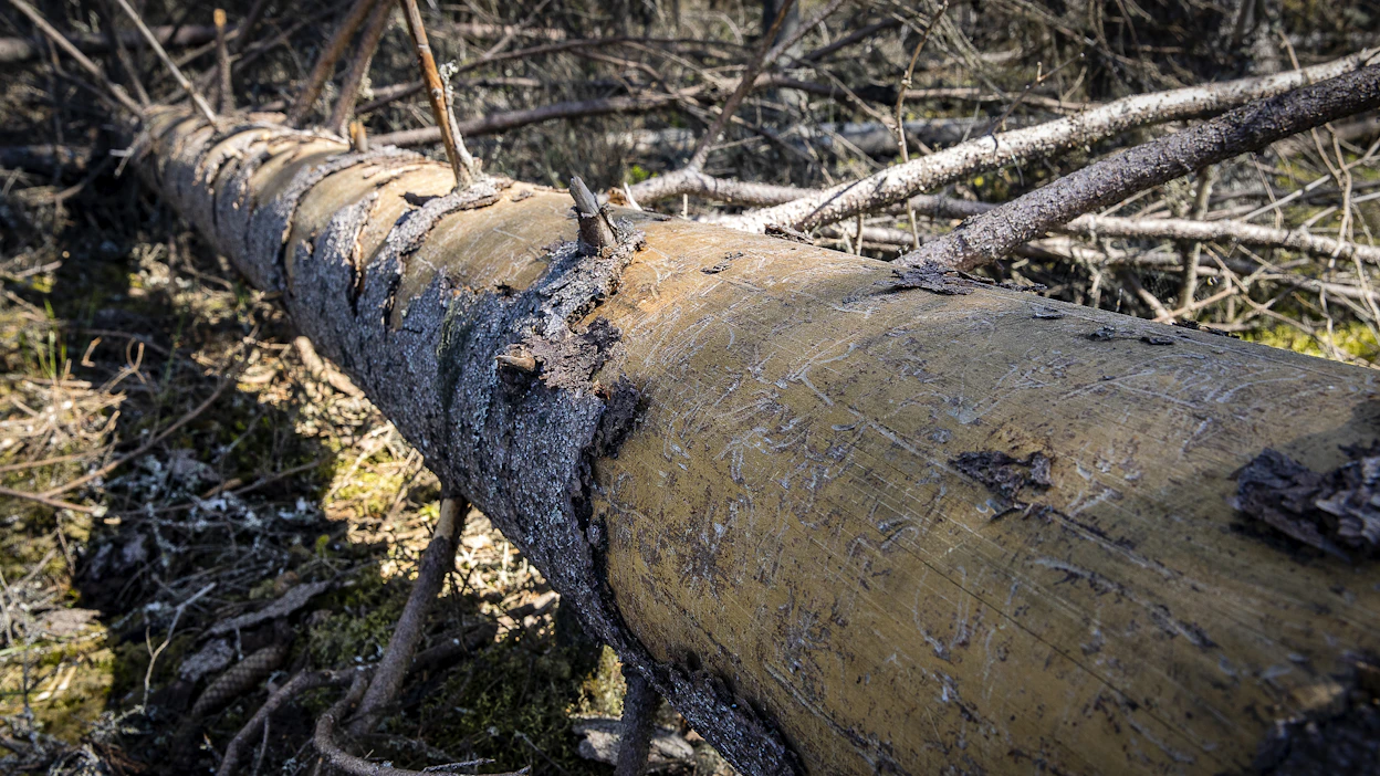 Helsinki jättää kuivuneita kuusia maastoon edistämään kaupunkiluonnon monimuotoisuutta, sillä niissä ei ole enää kirjanpainajia.