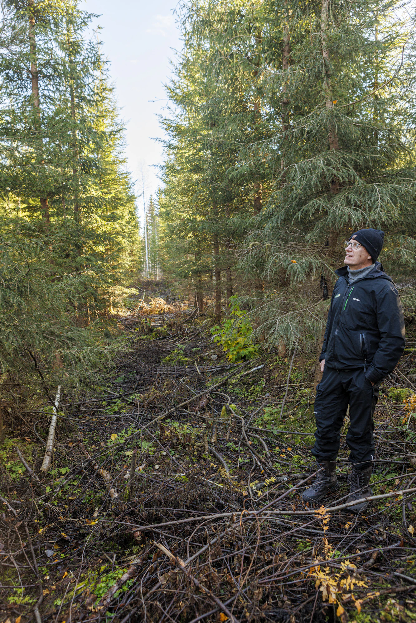 Metsäkeskuksen Markku Remes tutkailee, miltä 15-vuotiaat kuuset näyttävät riviin järjestyneinä.