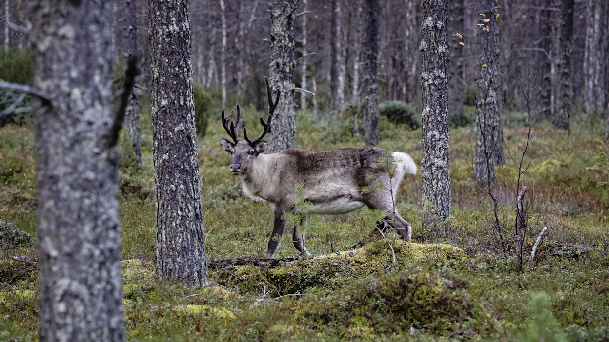Hakkuiden lisäksi Nestléä huolestuttaa porojen laidunmaiden tilanne.