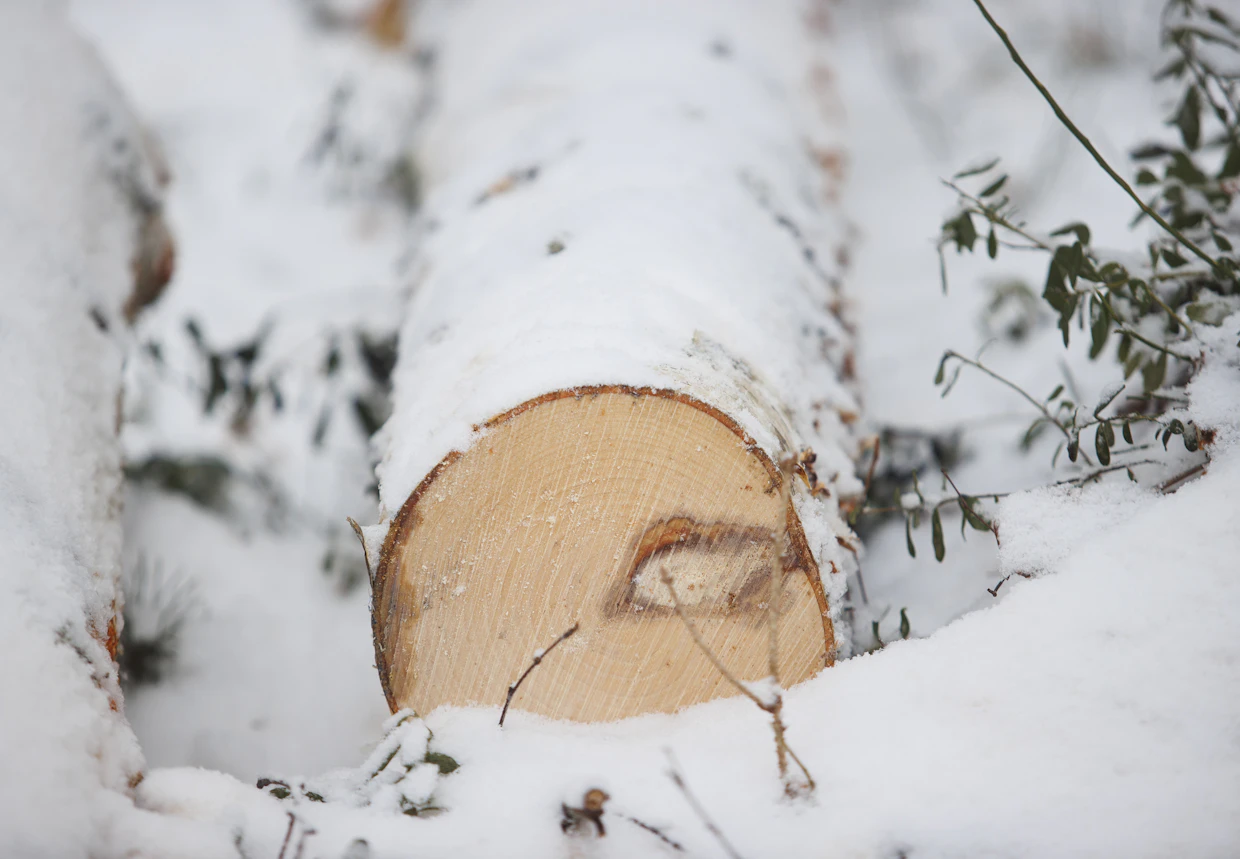 Vaneritukiksi kelpaa nyt koivu, joka joku aika sitten olisi päätynyt selluksi tai polttoon. Esimerkiksi Riga Wood on laskenut latvaläpimitan 17 senttiin, kun viime vuonna se oli vielä 18 senttiä.