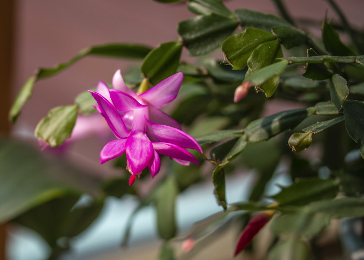 Kuvassa marraskuunkaktus.