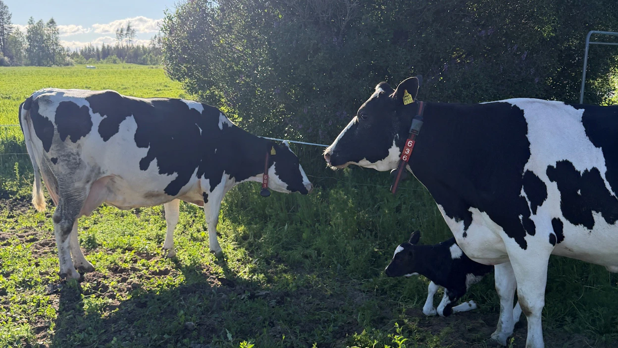 Laitumelle ilmestynyttä yllätysvasikkaa hoivasivat muun muassa Rullukka ja Söötti.