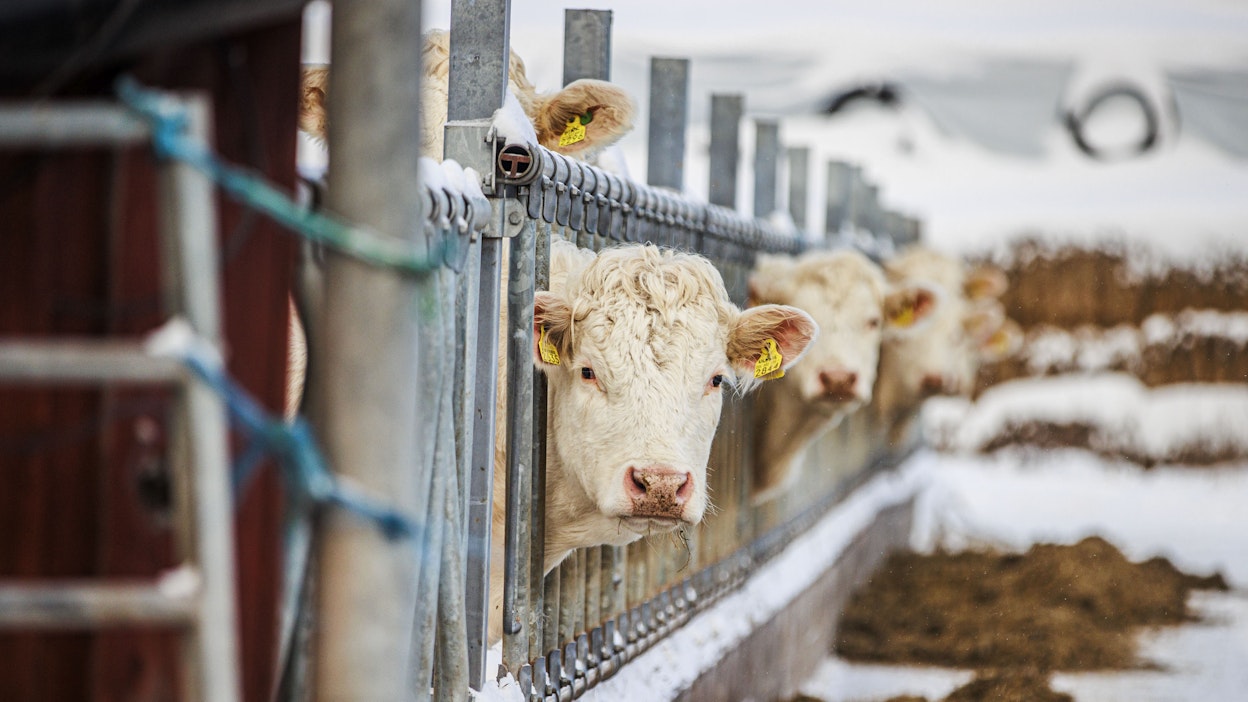 Nautapalkkioista maksetaan noin 70 prosenttia vuoden 2025 tukisummasta.