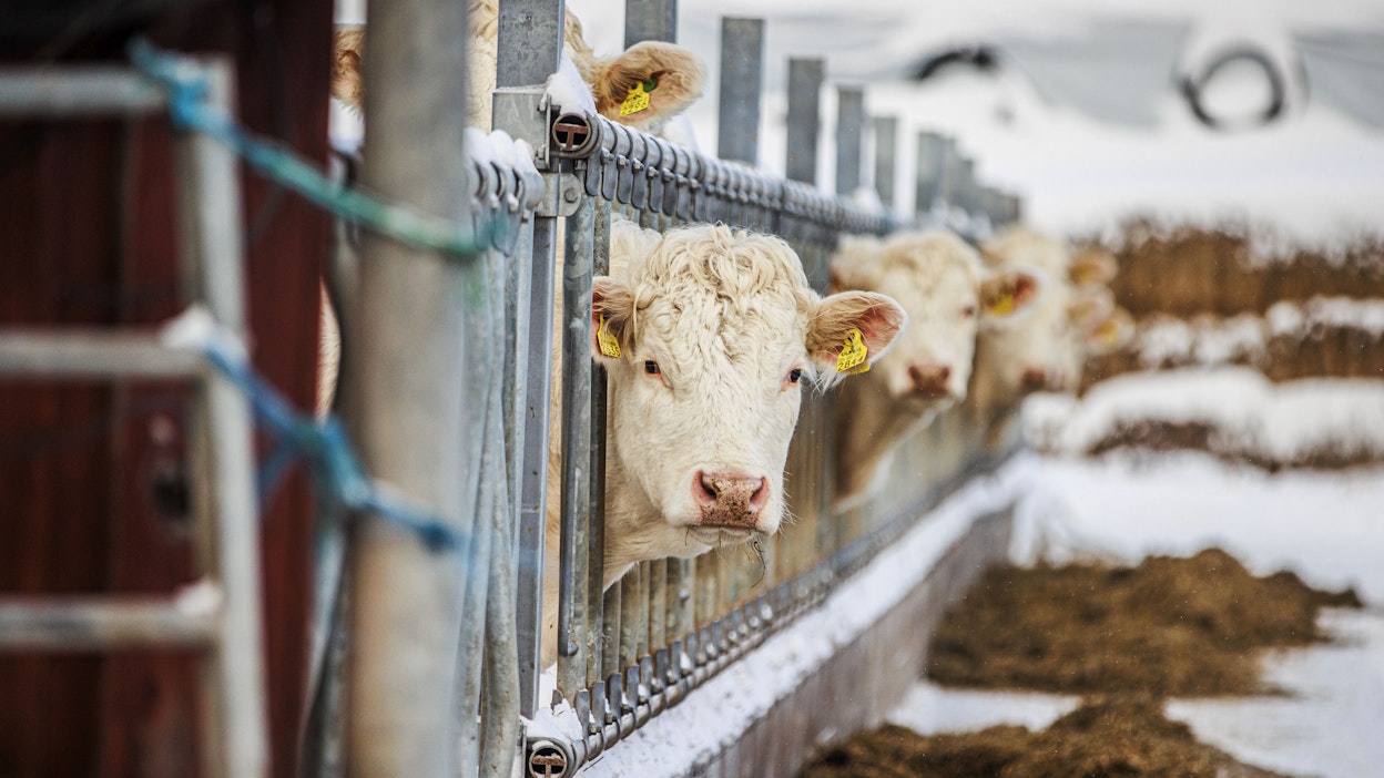 Emolehmiä. Kuvituskuva.