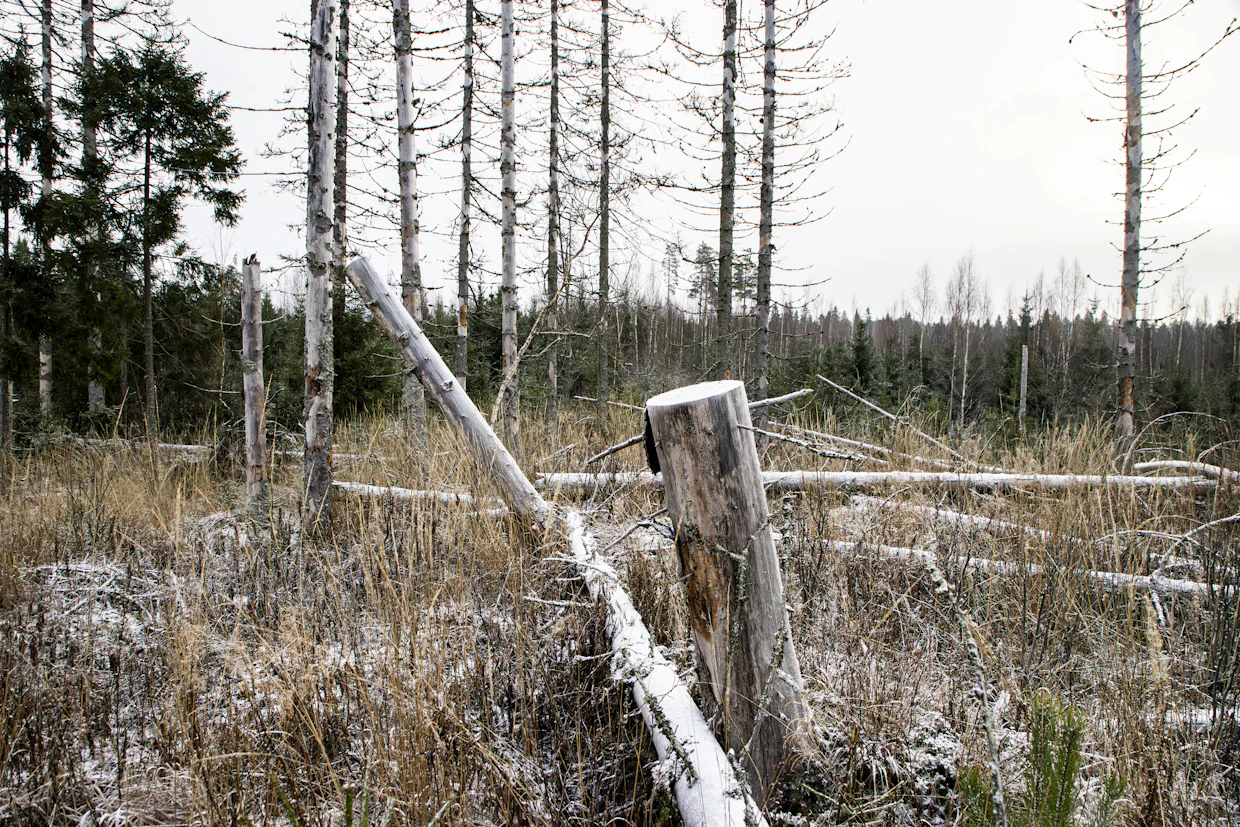 Ilmastonmuutos tuo metsiin entistä enemmän tuhoja.