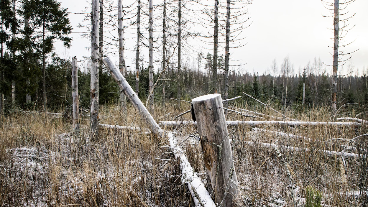 Metso-ohjelma on suomalaisen luonnonsuojelun yhteistyön menestystarina.