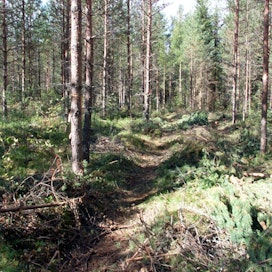 Metsäkeskuksen Keski-Suomen korjuujälkiselvityksen mukaan ensiharvennukset olivat usein liian voimakkaita. 