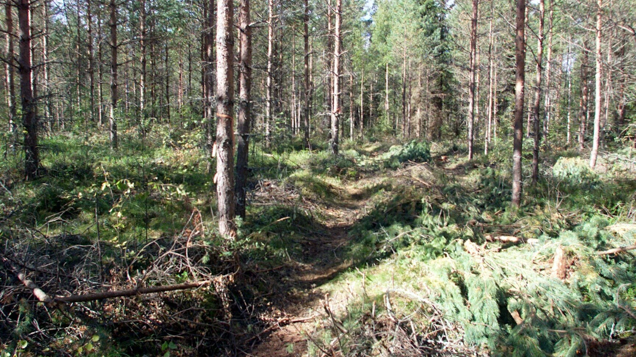 Metsäkeskuksen Keski-Suomen korjuujälkiselvityksen mukaan ensiharvennukset olivat usein liian voimakkaita.