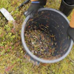 Ulkomaalaisten marjanpoimijoiden määrä kasvatti marjoista saatua tuloa.