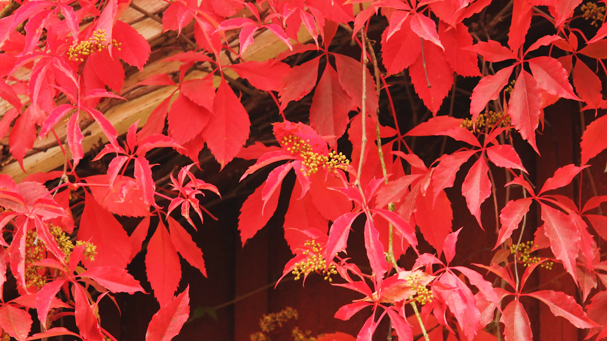 Imukärhivilliviinin (<em id="emphasis-bb7389a81f54ef7059a0f2a1d4f79f2f">Parthenocissus quinquefolia</em>, I-IV) lehdet hehkuvat syvän punaisina syksyisin.