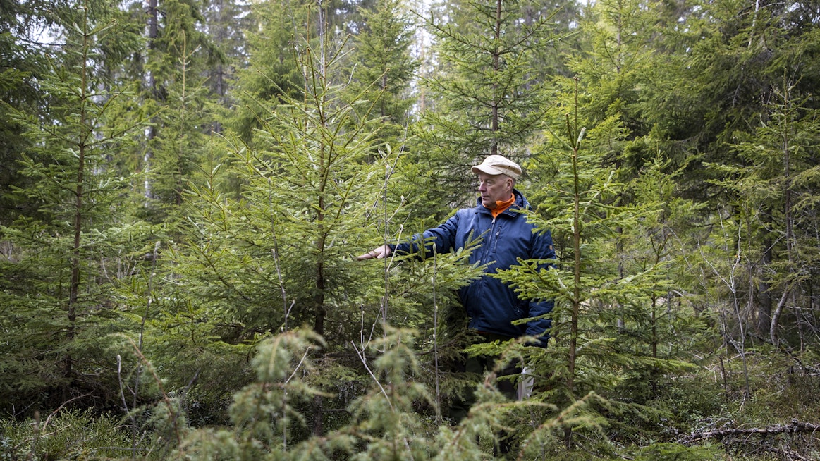 Sauli Valkonen esitteli viime viikolla Padasjoen kuusikossa kuusia, jotka ovat jurottaneet kymmeniä vuosia taimena valon puutteessa ja lähteneet kovaan kasvuun suurten puiden poiston jälkeen