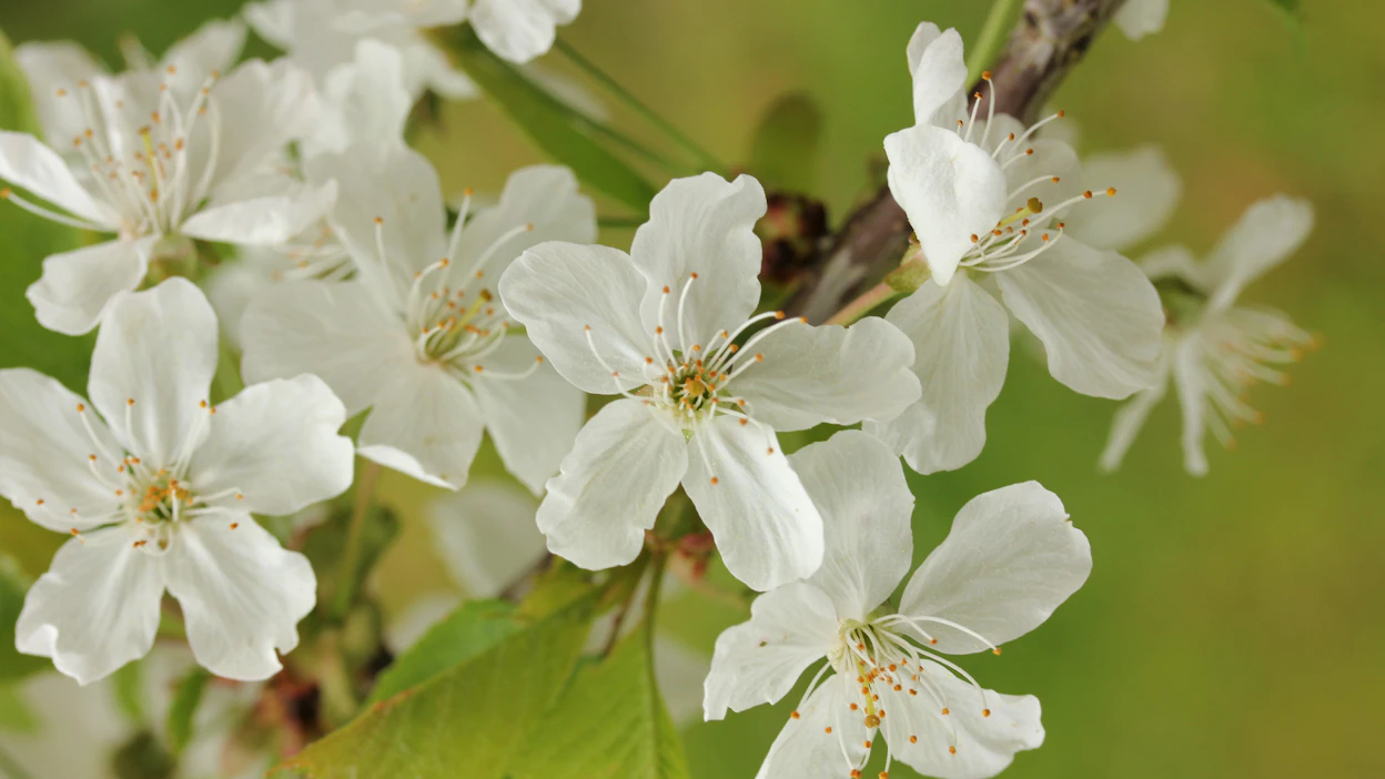 Koristekirsikoiden jälkeen kukkivat makeakirsikat ja sitten kotimaiset hapankirsikat. Jos kaikkia lajikkeita löytyy, kukinnan pituus kestää toukokuun alusta kesäkuulle.