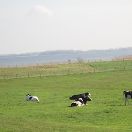 Kotieläimet tuottavat 60 prosenttia Alankomaiden typpipäästöistä.