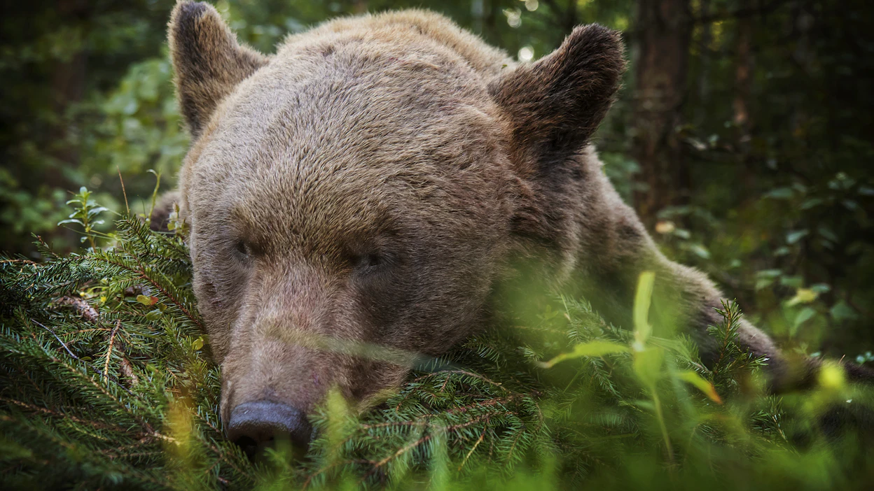 Karhuista on perinteisesti otettu talteen metsästysmuistoiksi ainakin talja ja kallo. Arkistokuvassa karhujahdissa ammuttu karhu.