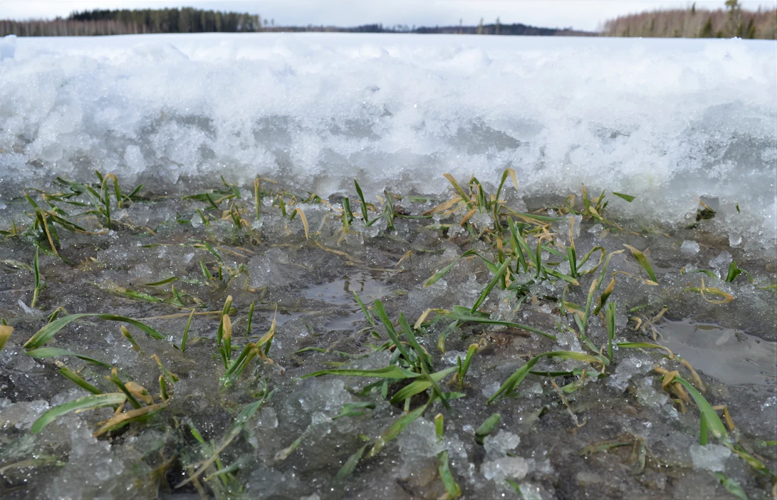 Syyskasvit ovat olleet kovilla jääkuoren alla.