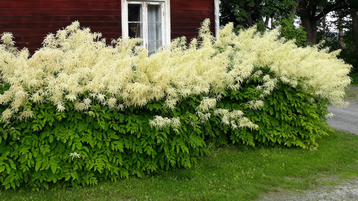 Töyhtöangervo voi kasvaa hyvinkin suureksi. Kuvituskuva.