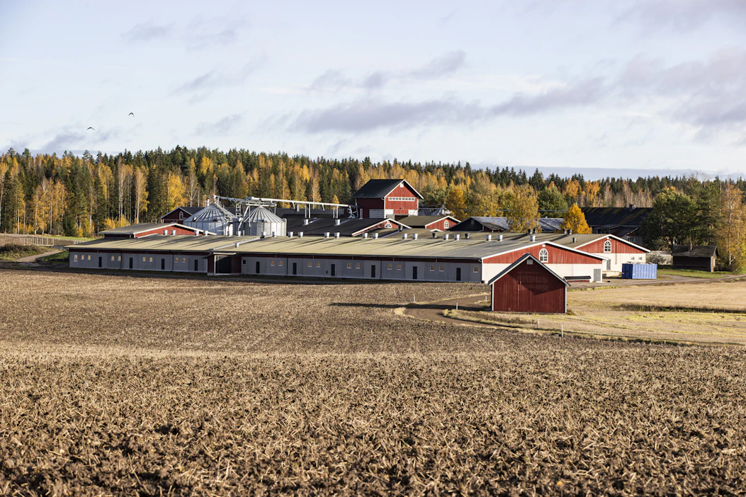 Kasvukausikyselyssä kaksi kolmasosa sikatiloista arvioi taloutensa tavanomaista heikommaksi. Kuvituskuva.