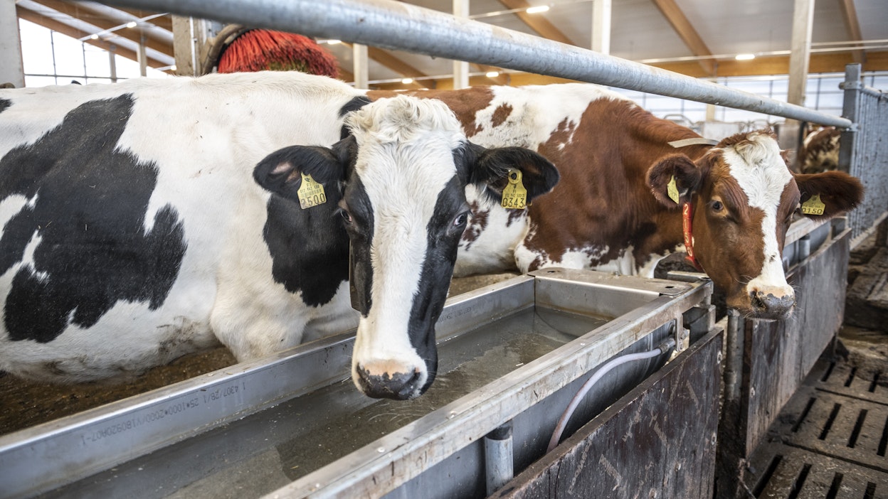 Mistä karja saa juomavettä, jos vedenjakelu katkeaa?