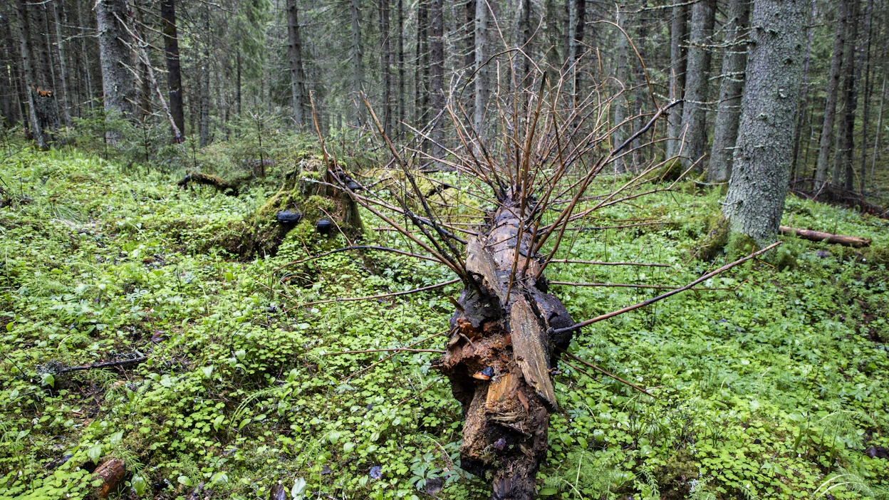 Ympäristötukea on tälle vuodelle varattu noin 20 miljoonaa euroa. Metsänomistajille on maksettu noin kuusi miljoonaa euroa tukea tänä vuonna.