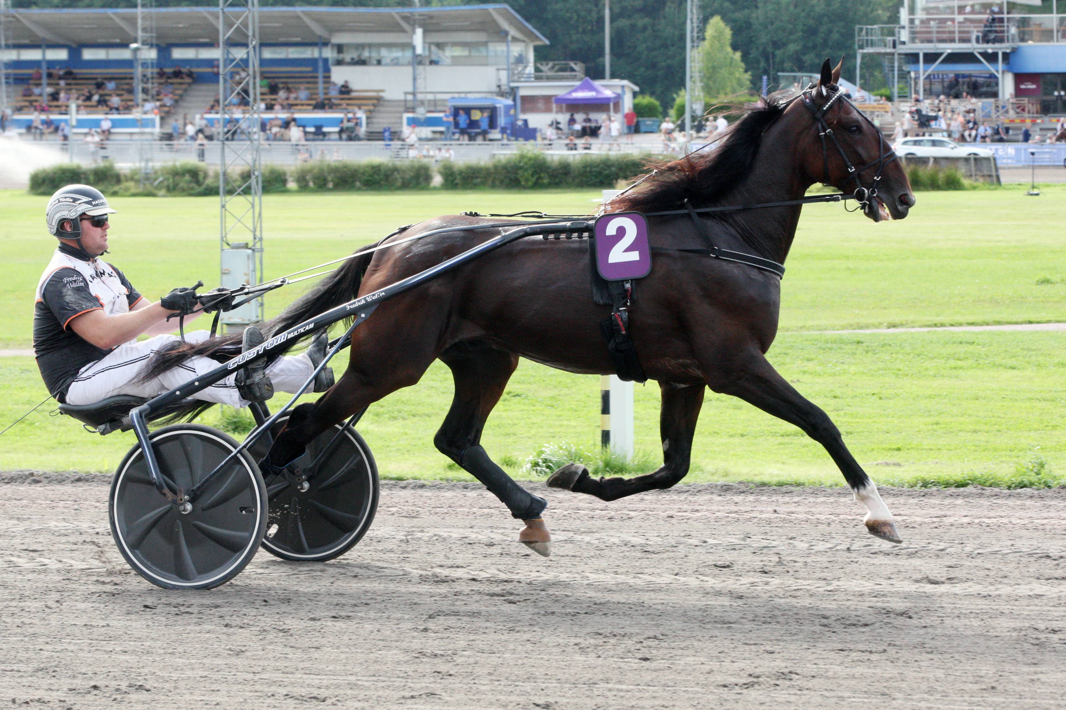 Global Crossover menestyi hyvin Ruotsissa Fredrik Wallinin valmennuksessa. Kuvassa ruuna valmistautuu T75-lähtöön Örebrossa elokuussa 2022 valmentajansa ohjastamana.