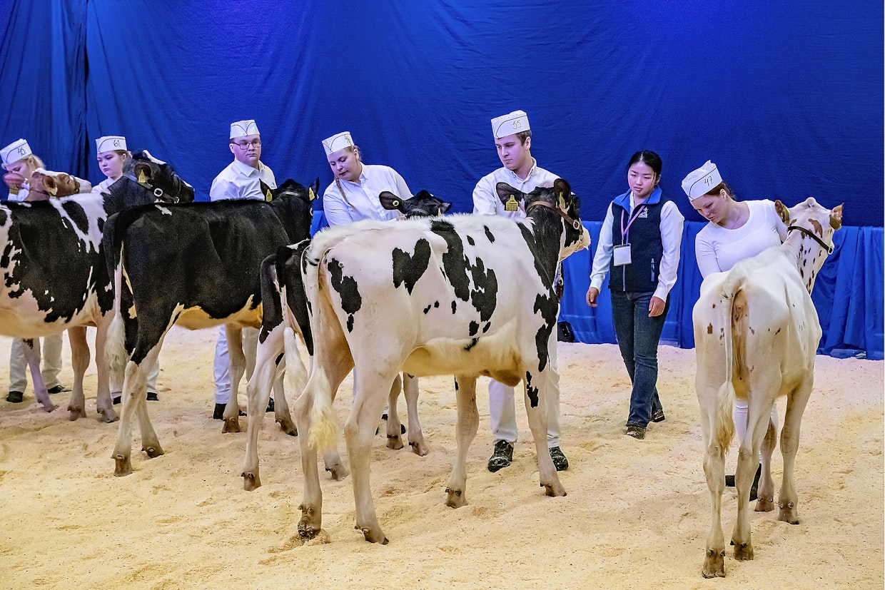 Holstein-hiehot kilpailivat kehäohjelmassa lajipiirteidensä paremmuudesta.