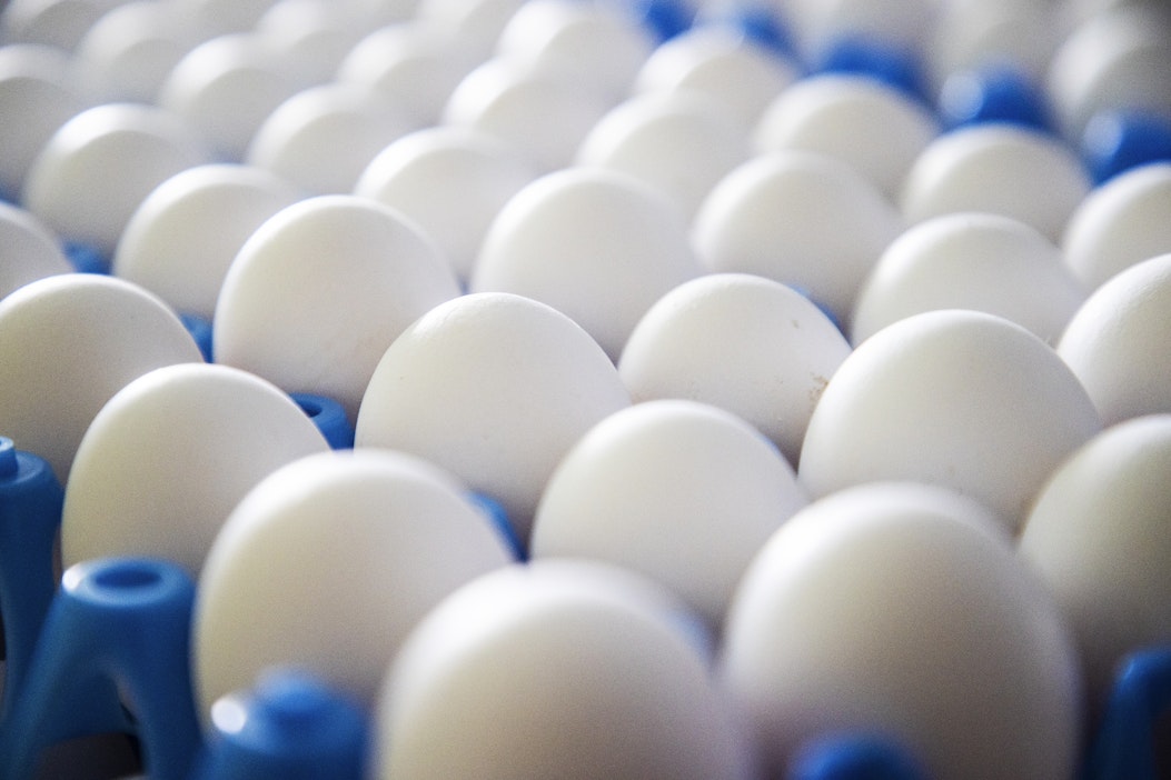 Tanska kieltää häkkimunien tuotannon ensi vuoden alusta alkaen,  siirtymäaika 12 vuotta - Maatalous - Maaseudun Tulevaisuus