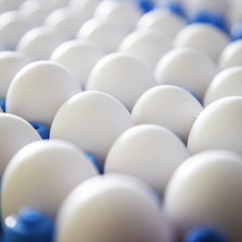 Ruotsi tuo kananmunia muualtakin kuin Suomesta. Esimerkiksi Tanska on merkittävä viejä. 