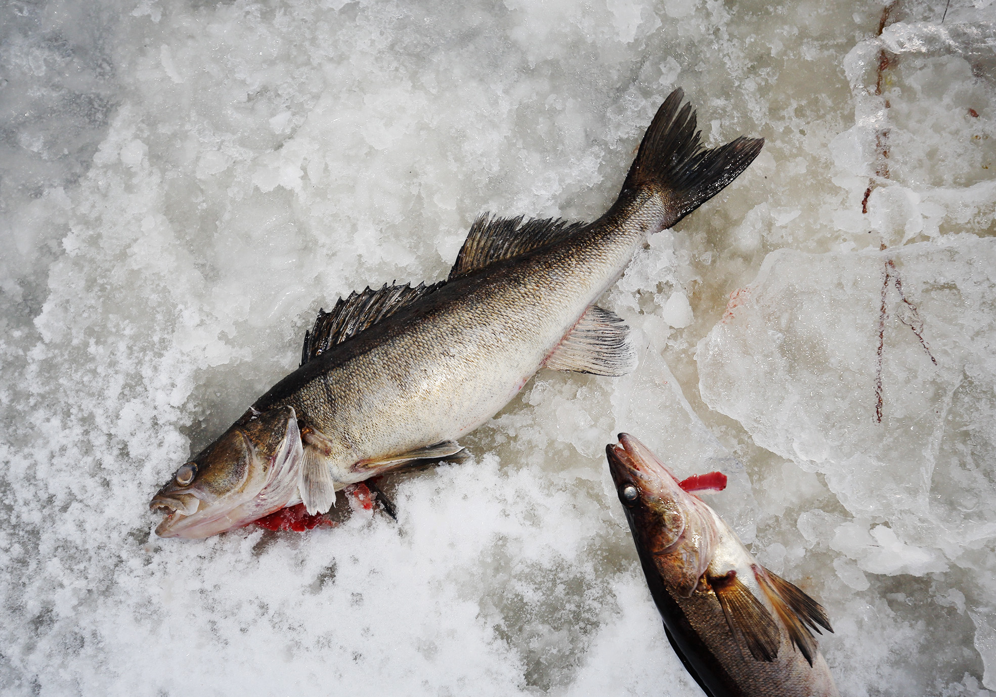 Ne, jotka ovat saavuttaneet vapautuksen maksuvelvollisuudesta ennen lakimuutosta säilyttävät sen jatkossakin.