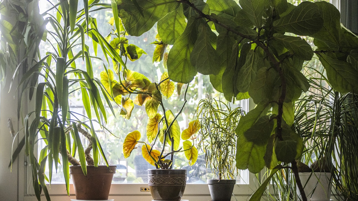 Useimmat kasvit kannattaa siirtää syksyllä valoisammalle paikalle huoneistossa, esimerkiksi eteläikkunalle. Myös lisävaloa voi harkita.