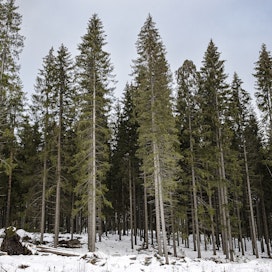 Metsien hiilensidonnan vahvistaminen on tärkeää, kun Suomi pyrkii hiilineutraaliksi vuoteen 2035 mennessä.