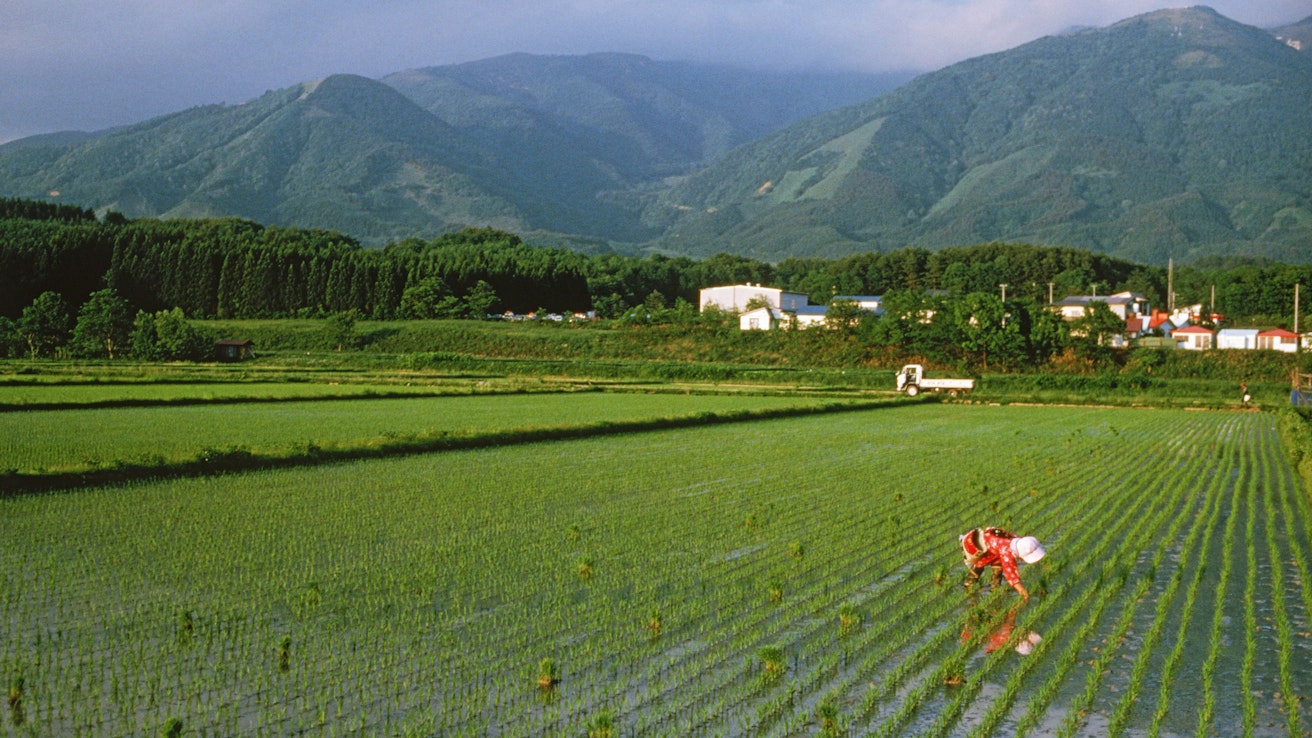 Nainen istuttaa riisiä Japanissa. Riisipeltojen vedessä kasvatetaan usein myös kalaa kuten karppeja.