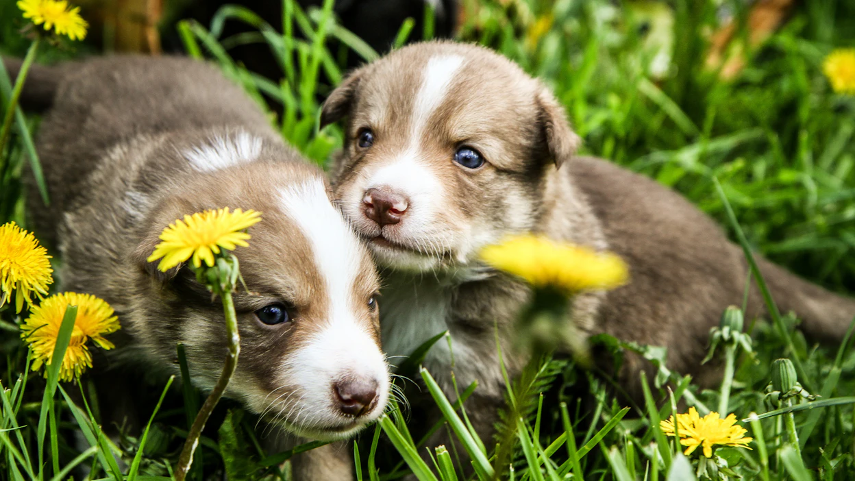 Puppy blues on monille tuttu ilmiö. Sen ehkäisyssä voi auttaa yrittää rauhoittaa muu elämä silloin, kun kotiin on tulossa pentu. Arkistokuva.
