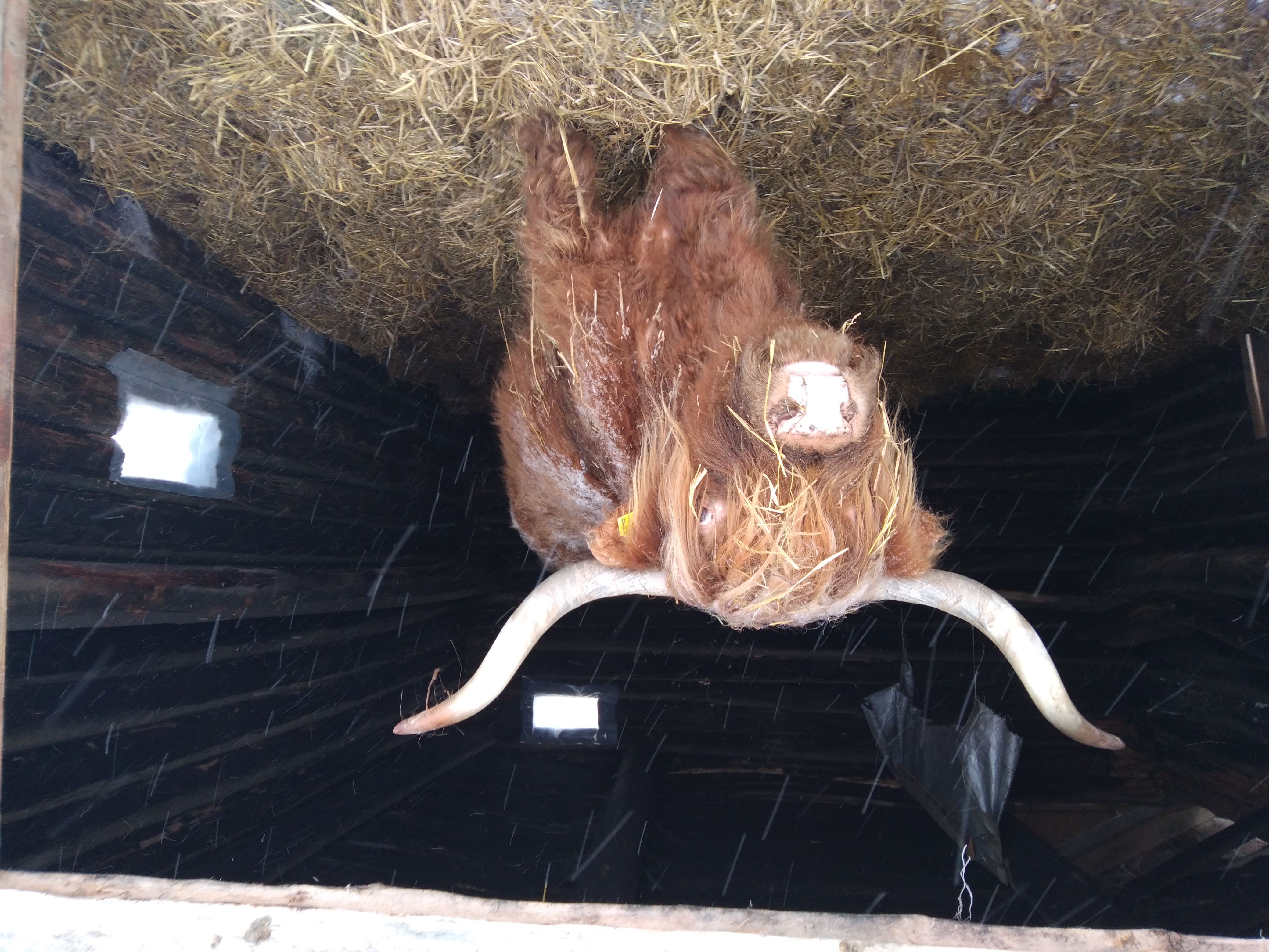 Viime kesänä Putte muutti yksityiseen hirsisviittiinsä. Se nauttii omasta rauhasta mutta hakeutuu ihmisten luokse etenkin herkutteluaikaan.