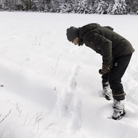 Petoyhdyshenkilö Hannu Pietiläinen tunnistaa lumesta tuoreet ilveksen jäljet Limingan Ala-Temmeksellä marraskuun alussa. Ilves on tullut muutamalla loikalla pellon yli.