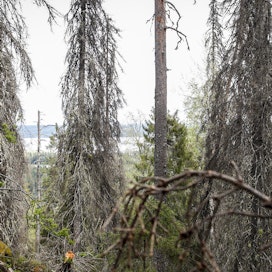 Kirjanpainajat iskevät heikentyneisiin ja aukkojen reunoilla kasvaviin kuusiin. Kuva on Pohjois-Savosta Tahkon alueelta Nilsiästä.