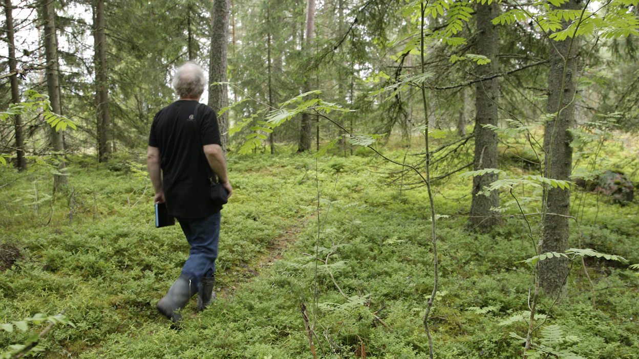 Sijoitusasiantuntijan mukaan yhä harvempi ostaa metsätilan lainalla. Kaupparahat löytyvät monella valmiina tililtä.